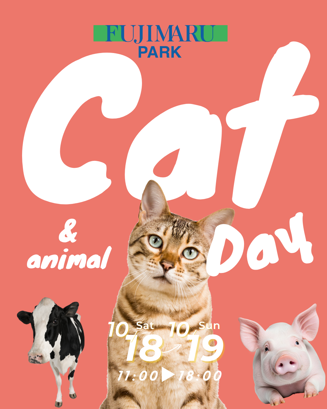 Cat & animal DAY